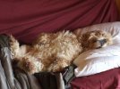 DSCF8923 DAISY NAPS FUTON 750 MED.jpg DSCF8923 DAISY NAPS FUTON 750 MED.jpg
