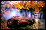 AWSFO 23-6.JPG