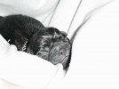 6 a pug is born 6 (still snoozing).jpg
