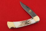 stag 1103.jpg