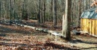 Felled Tree Reduced.jpg Felled Tree Reduced.jpg