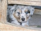 aussie pup4.jpg