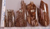 Bark1A.jpg