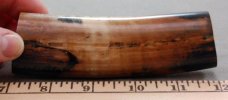 Walrus3.jpg