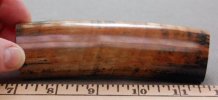 Walrus4.jpg