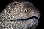 EEL.jpg
