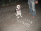 ChachkaNoDogsAllowed.jpg