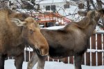 Moose In Yard 2.jpg