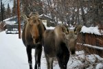 Moose in Yard.jpg