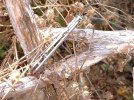 DSCF0008.JPG