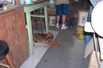 doggies 008.jpg