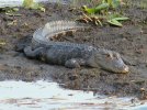 Resting on lily pad bog in Little Lake Weir, Ocklawaha, Florida.jpg