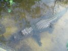Alligator at Gatorland, Orlando, Florida. This photo was taken in December 2006..jpg