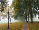 CampusTreesInTheMist.jpg