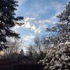 BackyardMagnolia.jpg