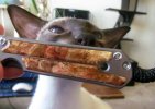 BoxElderCat-c.jpg