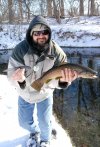 browntrout1.jpg