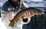 browntrout2.jpg