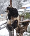 Pole bear.jpg
