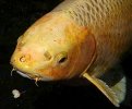 220px-Koi_head_closeup.jpg