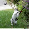 Cat bat.jpg