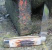 AW Stag Lambsfoot 'Senator' 5-1.JPG