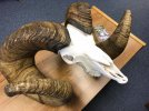 bighorn.jpg