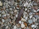 My Knives 053 (800 x 600).jpg