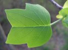 TinyTulipPoplarLeaf-709011.jpg