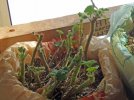 DSCF9109 GERANIUM  600 MED (2).jpg
