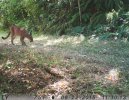 MountainLionLion.jpg