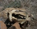 in the desert 045.jpg