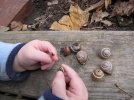 snails.jpg