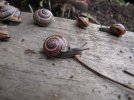 snails (5).jpg