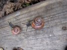 snails (4).jpg