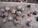 snails (2).jpg