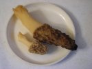 Misc. Pics 127.jpg