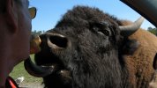 buffalo at the game reserve.JPG