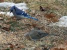 DSCF9315 MOURNING DOVE BLUE JAY 600 MED.jpg