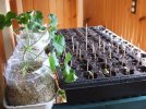 DSCF9293 GERANIUM CUTTINGS AND SEEDS 600 MED.jpg