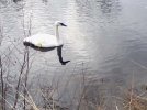 0303180946-00 SWAN 600 MED.jpg