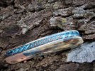 stainless damascus & mokume 094.JPG