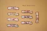 BuckArtistSeries_zps4763e93d.JPG