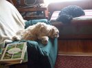 DSCF9326 DAISY DEZ NAPPING 650 MED.jpg