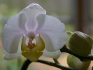 orchid.jpg