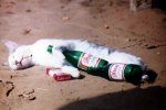 drunk-kitty.jpg
