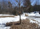 DSCF9342 BIRDFEEDERS AND LANEWAY 650 MED.jpg