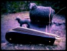 AW Ebony Lambsfoot 23-4.JPG