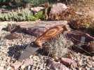 52100_sclerocactus(1).JPG