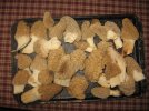 1stmorels.jpg